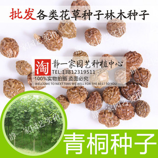 新采青桐种子 青桐树种 青皮梧桐树种 法桐种子 油桐 海桐籽包邮