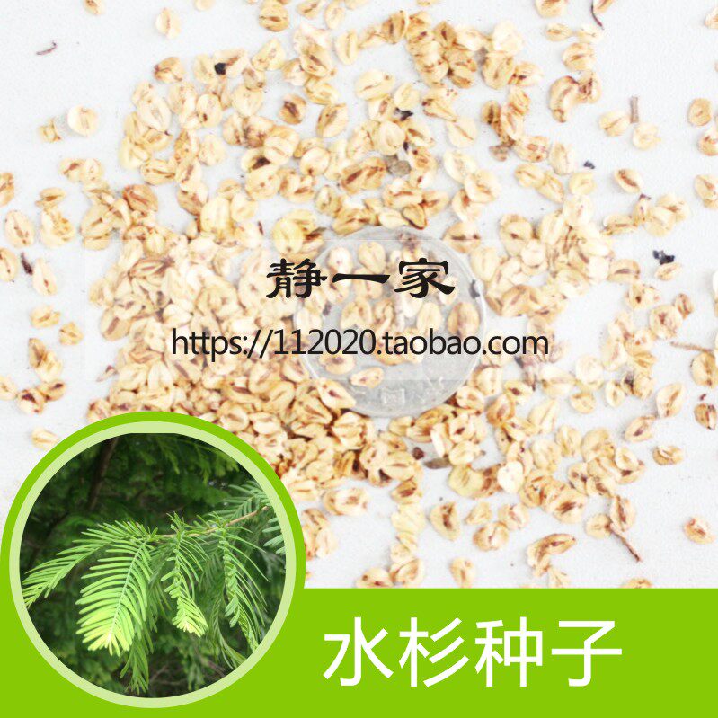 金叶水杉树种子 黄金水杉种子 水沙木种子 杉树 美国红叶水杉种子