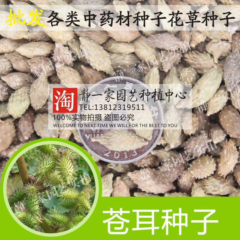 中药材种子野生苍耳种子批发 苍耳子去刺 绵苍浪苍浪子苍耳子种子