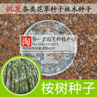 桉树种子 白柴油树大叶桉树种子 巨桉种子 速生桉 尾巨桉 桉树籽