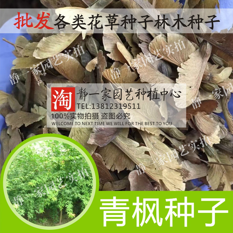散装青枫种子批发  大叶鸡爪槭 嫁接红枫羽毛枫主要钻木 林木种子