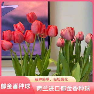 郁金香种球荷兰进口水培土培带牙5度球室内水养花卉植物阳台盆栽