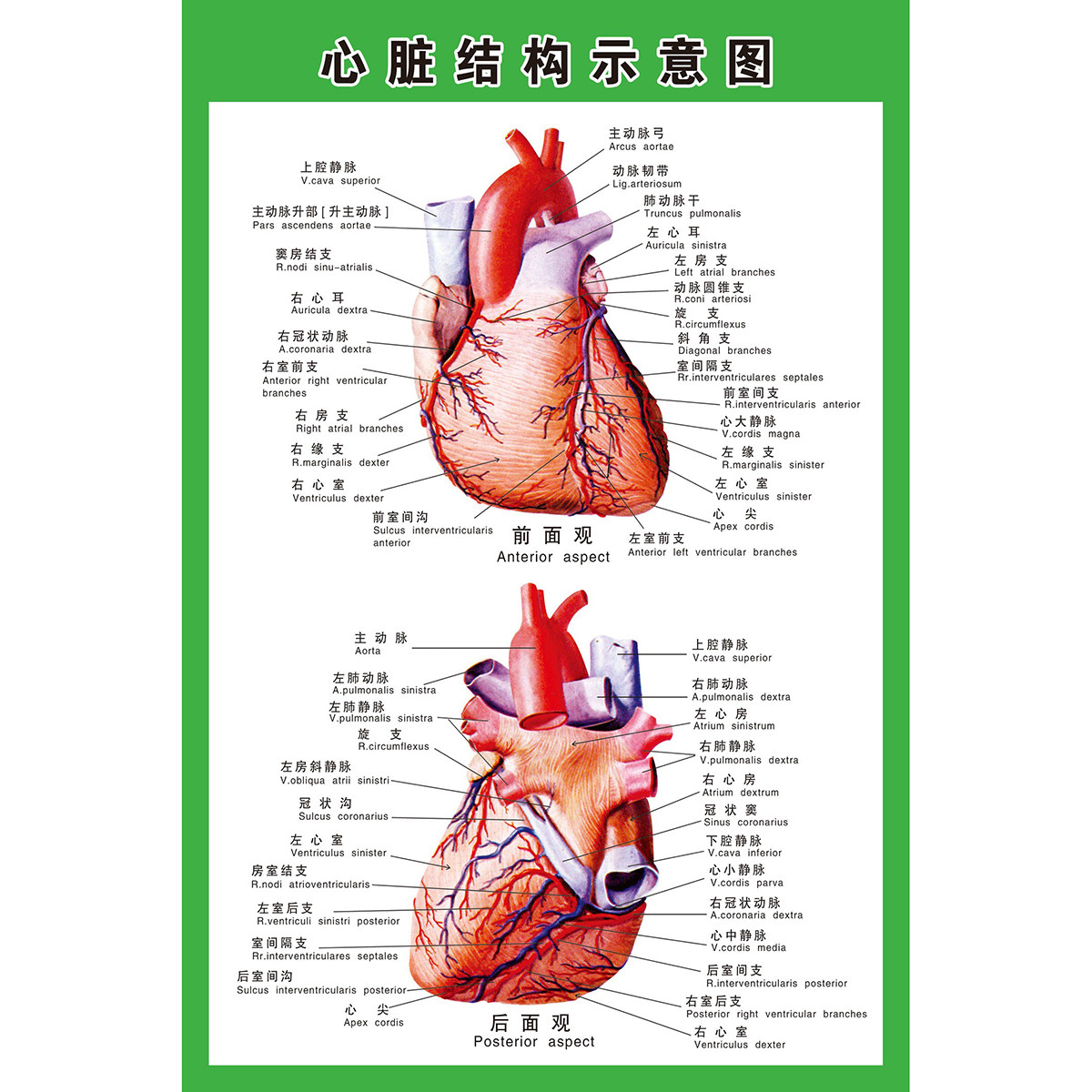 人体内脏器官解剖示意图心脏呼吸消化神经耳鼻喉系统医院海报