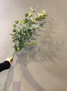 单支苔藓微景观森林DIY绿色植物