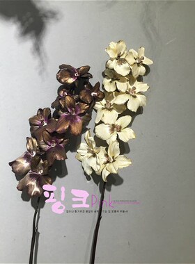 花卉冠顺花艺欧式富贵香港跳舞兰