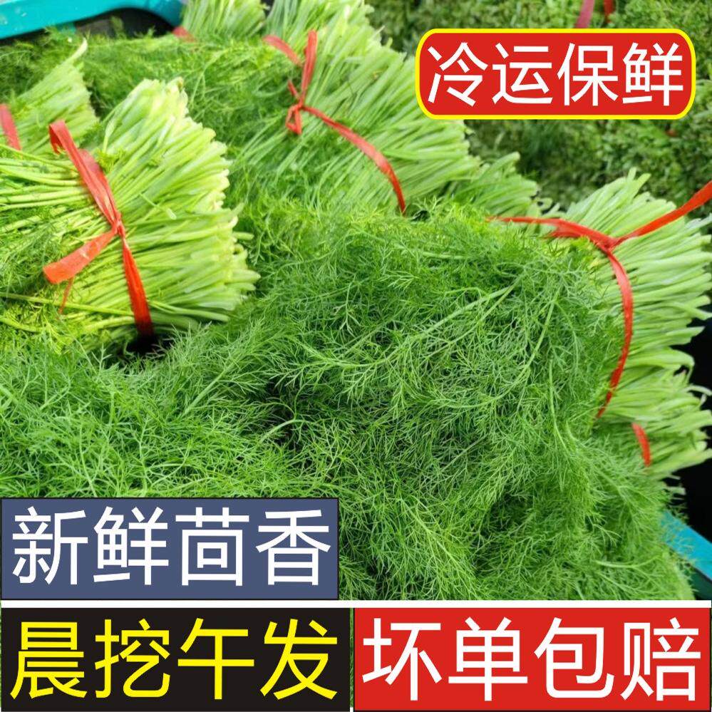 小茴香菜新鲜包邮荤香茴香苗大茴香菜新鲜蔬菜饺子包子现割不带根