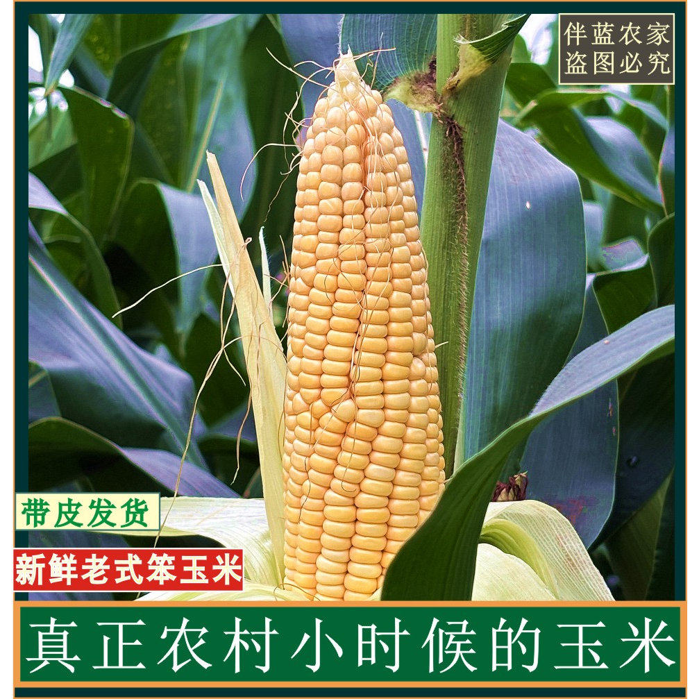 现摘2026年农家非糯新鲜老式笨玉米棒老品种黄玉米笨苞米现摘现发