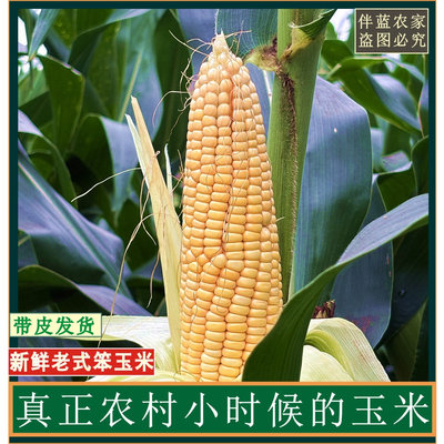 现摘2026年农家非糯新鲜老式笨玉米棒老品种黄玉米笨苞米现摘现发