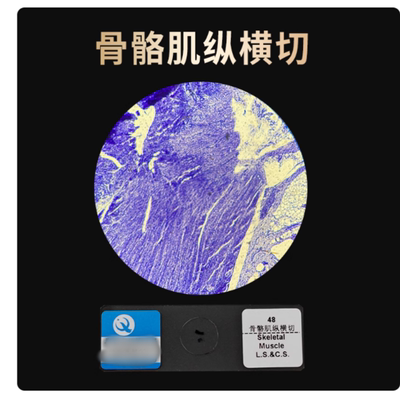 骨骼肌纵横切心肌切片运动神经元装片平滑肌纤维结缔人体四大组织