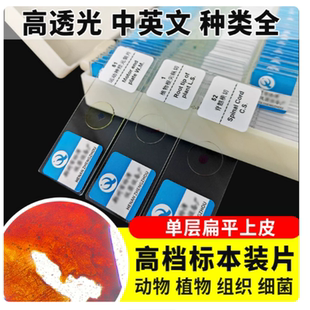 单层扁平上皮切片人体四大组织生物切片中小学高校生物实验观察