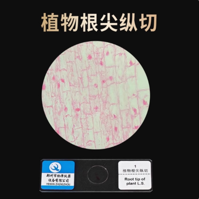皖南43201植物根尖纵切 植物细胞有丝分裂（洋葱根尖纵切）切片盒
