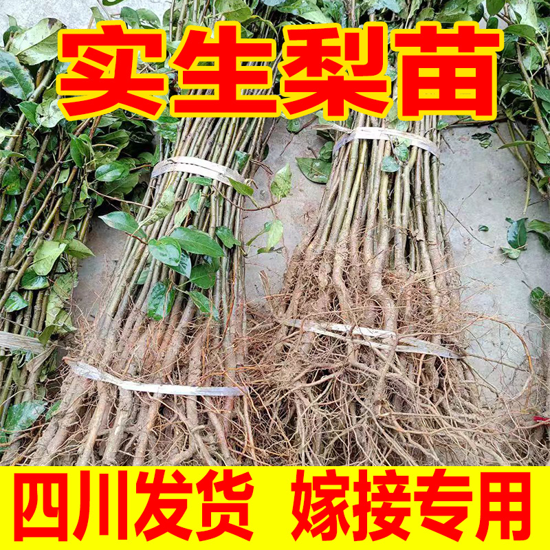 实生梨苗梨树实生苗梨树砧木野生梨树苗母本可嫁接翠冠黄金梨雪梨