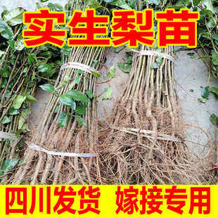 实生梨苗梨树实生苗梨树砧木野生梨树苗母本可嫁接翠冠黄金梨雪梨