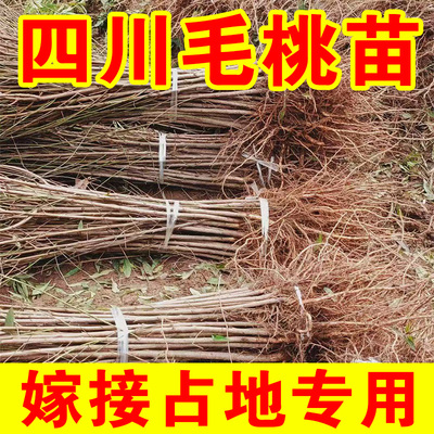 四川桃树实生苗占木苗桃苗未嫁接桃树苗原生苗直生果树苗占地批发