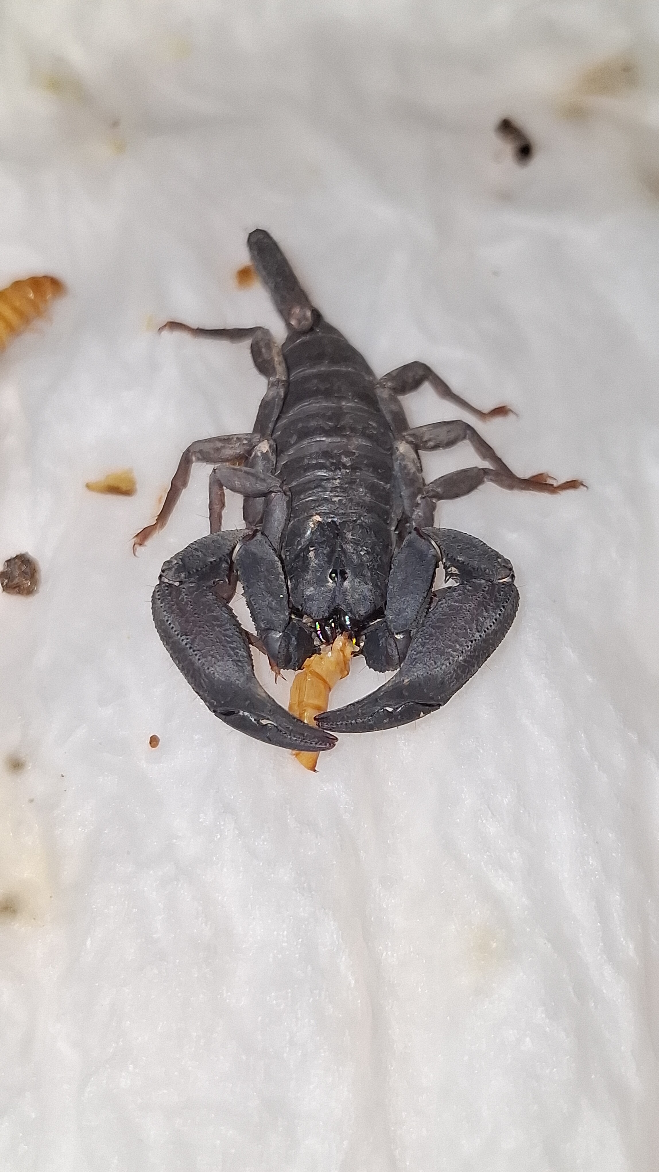 云南扁石蝎宠物蝎子活体昆虫另类宠物昆虫蝎子