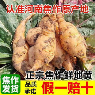 正宗鲜地黄河南焦作特产农家自种怀地黄生鲜地黄带泥新鲜现挖