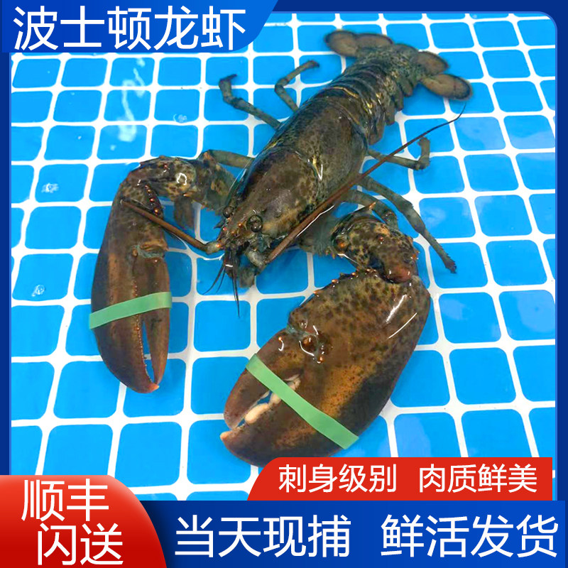 波士顿龙虾现捕深海澳洲龙虾鲜活大龙虾活发货海鲜水产鲜活龙虾