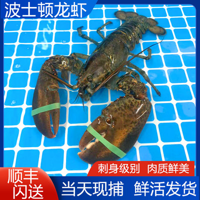 波士顿龙虾鲜活大龙虾鲜活龙虾