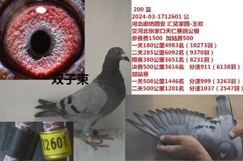 双子束信鸽赛鸽成绩鸽公棚获奖鸽子代血统鸽原环大特比大名家台鸽