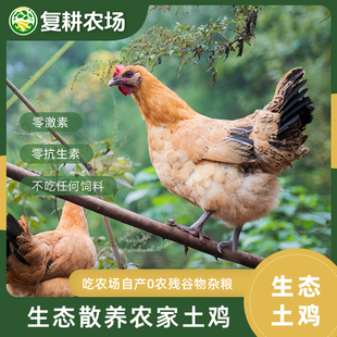 复耕农场生态土鸡农家散养跑山鸡现杀0抗0激素顺丰包邮(非偏远)