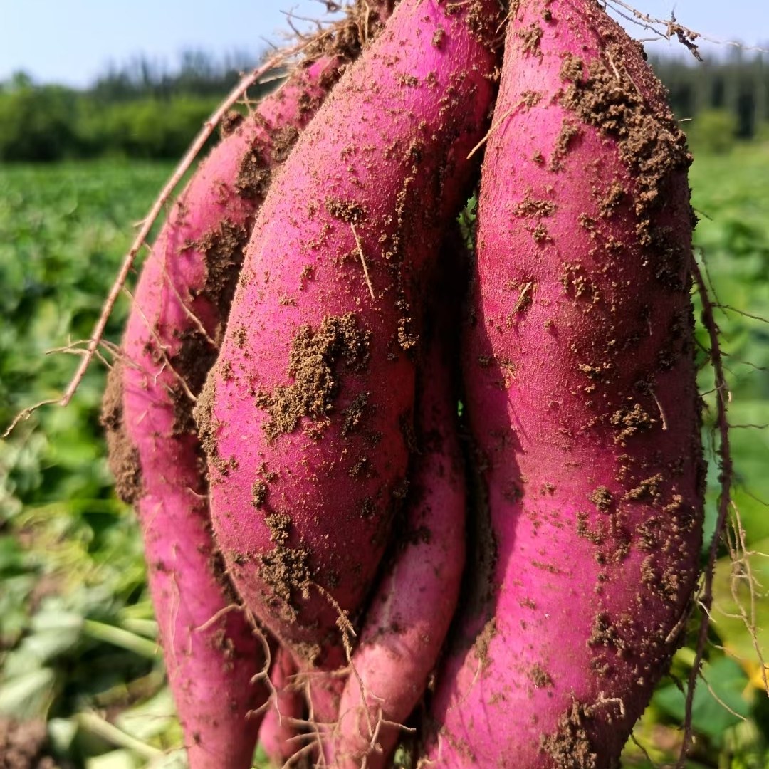 红皮红瓤红薯甘甜沙面糯怀来沙土地种植无农药化肥，五斤一箱包邮