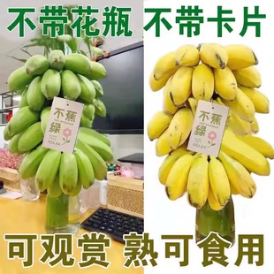 禁止蕉绿苹果蕉现摘现发带杆发货办公室绿植水培香蕉香蕉绿植