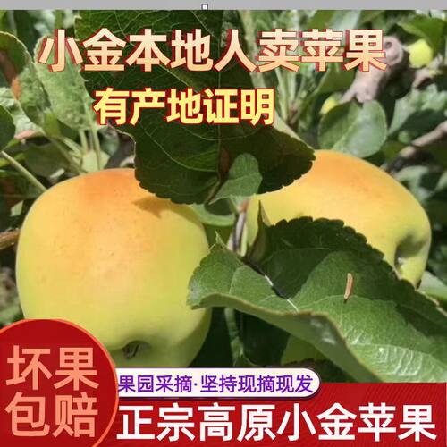 小金苹果阿坝州川西高原现摘现发