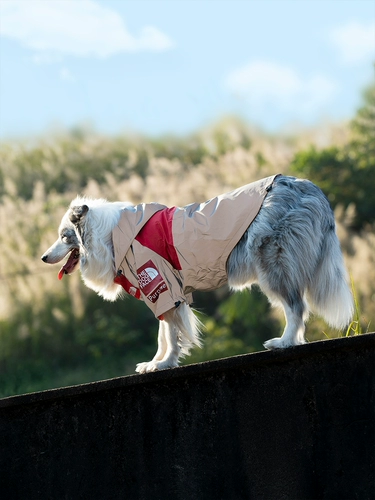 Его маленькая плита, дождь, водонепроницаемый, анти -светлая куртка, большие дождь собаки, пастух золотые волосы дожок, красивый дождливый день