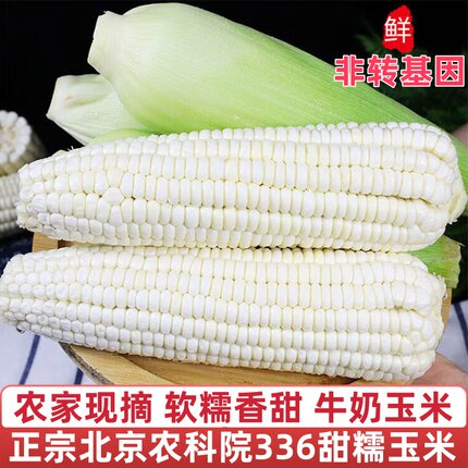 正宗北京农科院336新鲜白糯玉米粘玉米10斤水果玉米现摘新鲜玉米