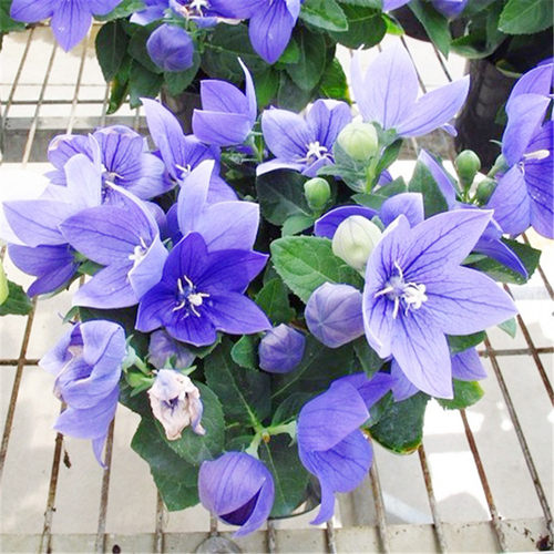 桔梗花盆栽种植价格 桔梗花盆栽种植图片 星期三