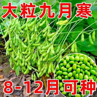 九月寒大粒毛豆种子晚熟高产重阳菜豆青皮黄豆嫩毛豆种籽蔬菜种孑
