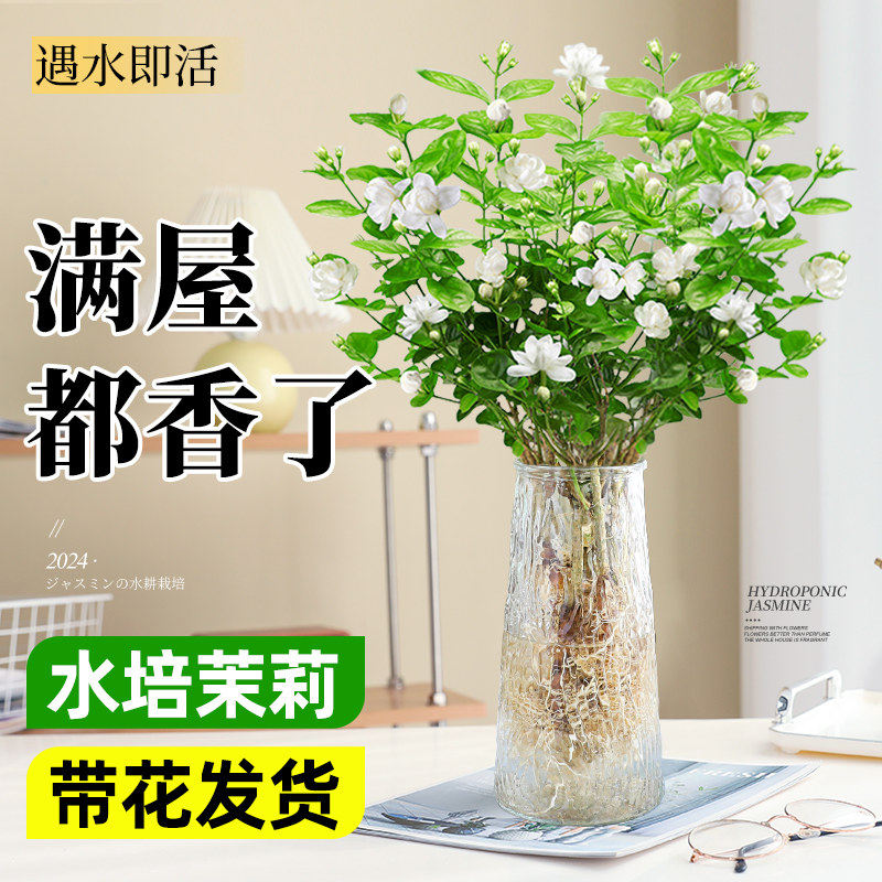 茉莉花水培植物盆栽鲜花室内好养多季开花绿植水养栀子九里香花卉