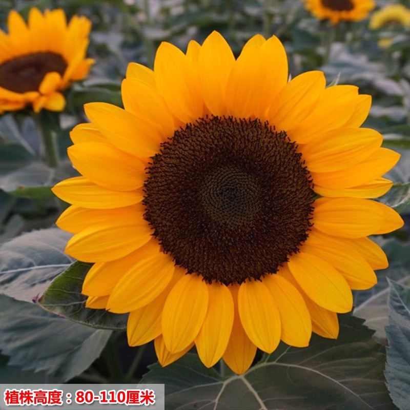四季播种文森特向日葵