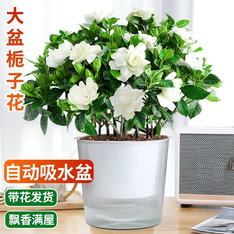 栀子花盆栽植物室内花卉带花苞阳台水培自吸盆绿植大树苗四季好养