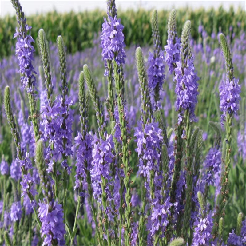 室外庭院加拿大细叶美女樱种子