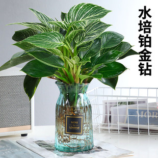 蔓绿绒水培铂金钻锦化绿公主室内盆栽北欧绿植夏季书房植物