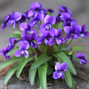 花卉紫花地丁种子早春开花田地丁少花狭叶蓝花阳台盆栽甜地丁种子