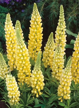 黄色鲁冰花种子籽四季易播种庭院花卉种孑羽扇豆易活花籽开花不断