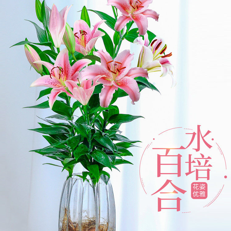 水培植物香水百合树盆栽带花苞室内客厅花卉水养插花花束年宵花