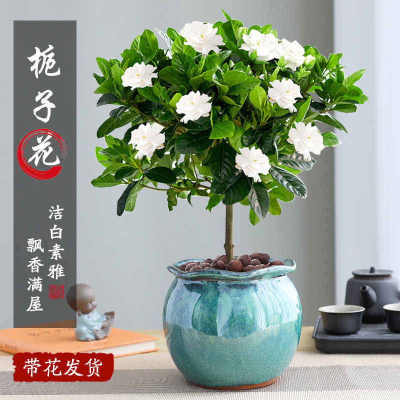 独杆栀子花盆栽多季开花带花苞室内办公室花卉浓香植物景德镇陶瓷