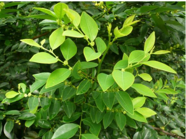 野生黑面神  暗鬼木  铁甲将军 鬼画符生鲜晒干枝叶四季易种