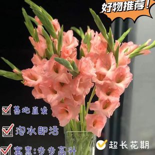 剑兰鲜花年宵花束广东发货基地直发办公室摆鲜切花室内客厅插花