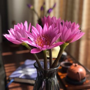 新鲜睡莲鲜花粉色广州鲜花基地直发居家办公室内水养插花鲜切花束