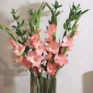 剑兰鲜花广东发货基地直发鲜切花室内客厅办公室桌摆年宵花束粉色