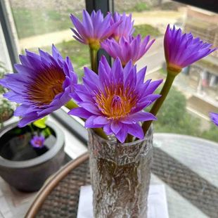 10支紫色睡莲鲜花带花苞花室内水养水培鲜切花新鲜广州基地直发