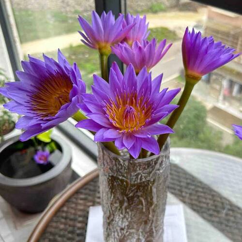 睡莲鲜花广州基地直发现摘现发