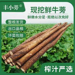 现挖新鲜牛蒡5斤榨汁优选苍山优质农产品寿司料理紫菜包饭 膀棒旁