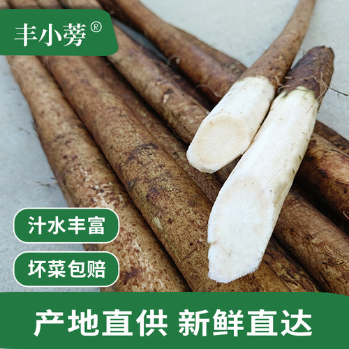 现挖牛蒡新鲜整根5斤优选兰陵苍山牛膀旁茶寿司料理紫菜包饭 原料