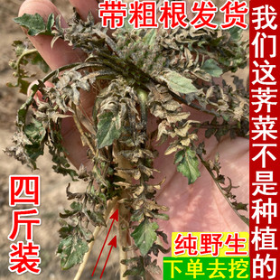 露天野生荠菜 新鲜现挖野菜 带根荠菜包邮 打霜野地菜馄饨饺子馅