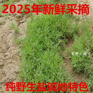 2025年新鲜采摘黄须菜盐蓬菜咸蓬菜黄西菜盐碱地特色现摘现发野生
